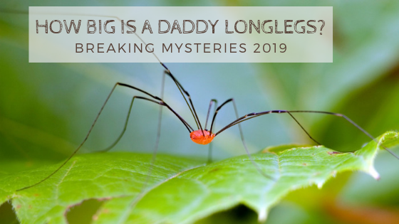 How big is a Daddy Longlegs? Breaking Mysteries