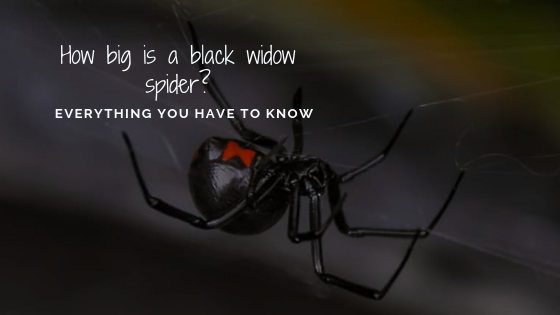 How big is a black widow spider? Everything you have to know