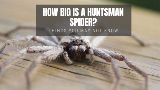 Huntsman Spider