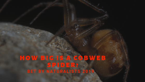 How big is a Cobweb Spider?