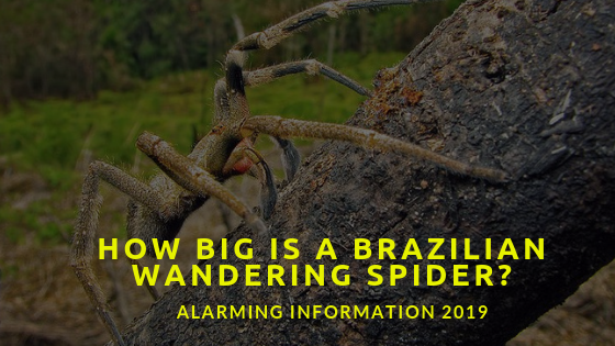 How big is a Brazilian Wandering Spider? Alarming Information