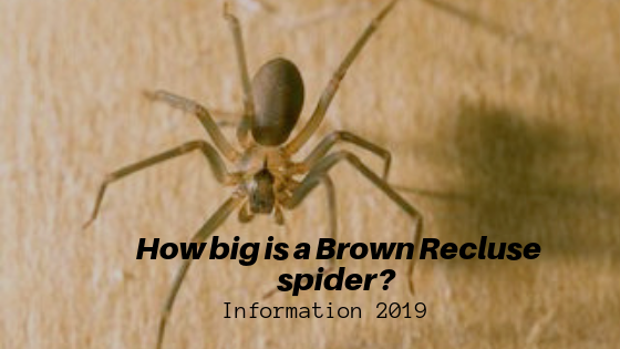 How big is a Brown Recluse spider?