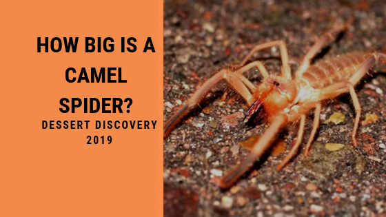 How big is a camel spider?