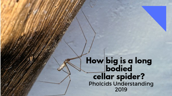 How big is a long bodied cellar spider? Pholcids Understanding