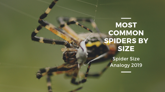 Most Common Spiders by Size – Spider Size Analogy