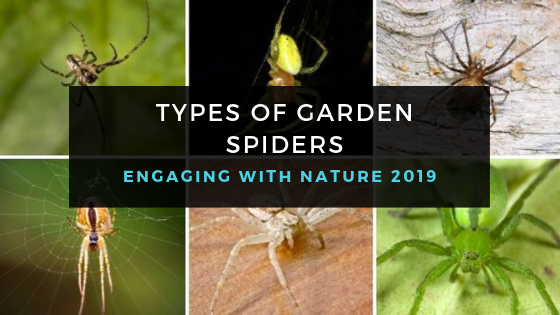 Types of garden spiders: Engaging with Nature