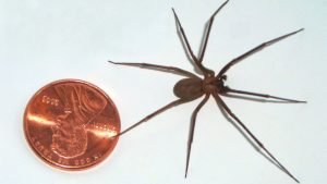 Brown Recluse Spider