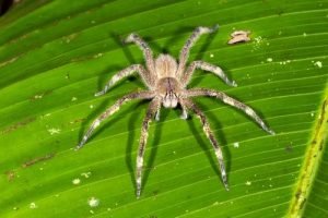 Brazilian Wandering Spider