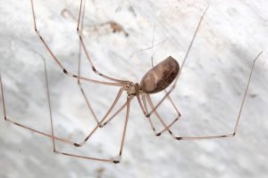 Long Bodied Cellar Spider