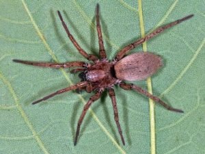 Garden Spiders