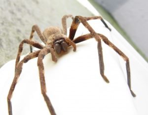 Huntsman Spider