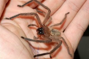 Huntsman Spider