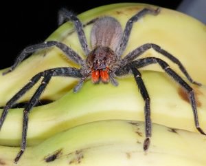 Huntsman Spider