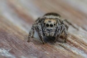 jumping spider