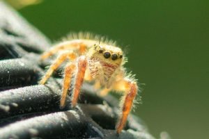 jumping spider