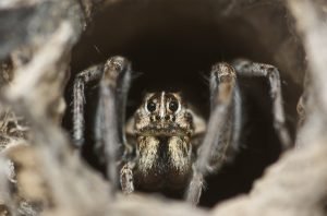 Wolf spider