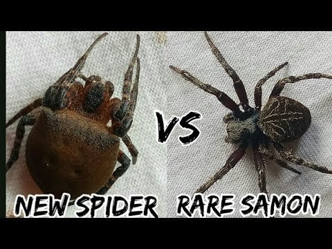 New spider vs rare samon / spider fight