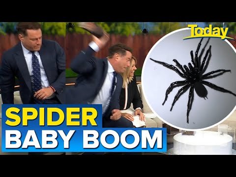 Spike in spiders found inside homes leaves Karl fearing for his life | Today Show Australia