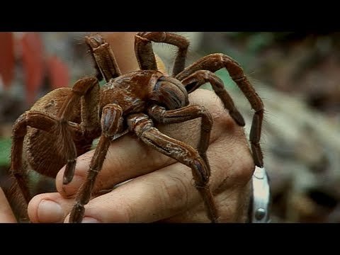 Holding a Wild Goliath Tarantula | Deadly 60 | Earth Unplugged