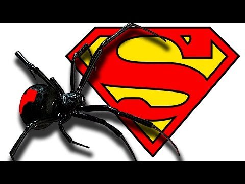 Deadly Redback Spider See The Web Find The Spider