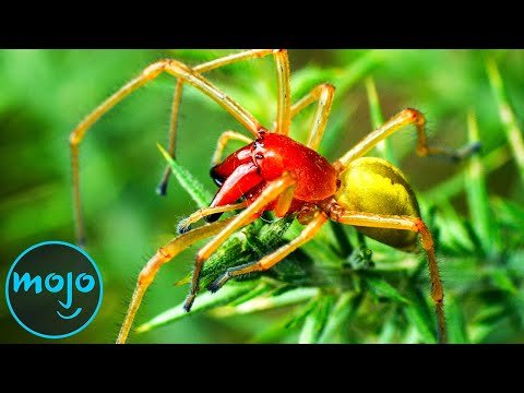 Top 10 Most Venomous Spiders On Earth