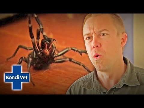 Tim Faulkner Finds Two Funnel Web Spiders In Friends House! | Classic Clip | Bondi Vet