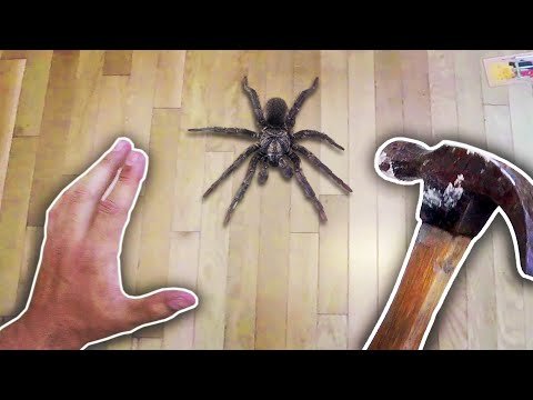 Killing a Spider