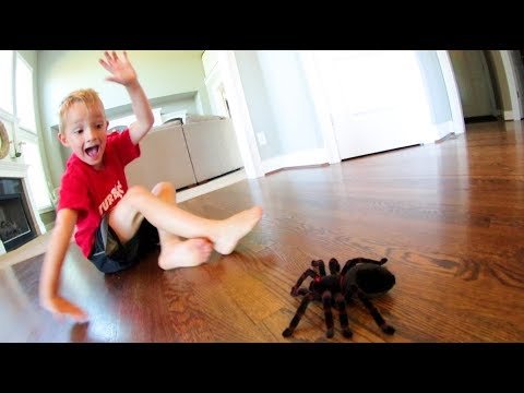 Dad Scares Son WITH A SPIDER!