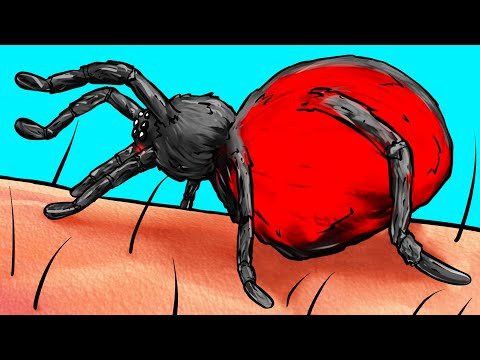 What Will Happen If a Spider Bites You