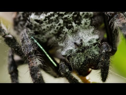 Real-Life Spider Shoots Web 25 Metres Long! | The Hunt | BBC Earth