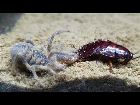 Camel Spider vs Cockroach.What Happen When Camel Spider Sees Cockroach
