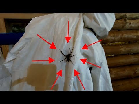 There was a GIANT SPIDER in my suit!!!!!