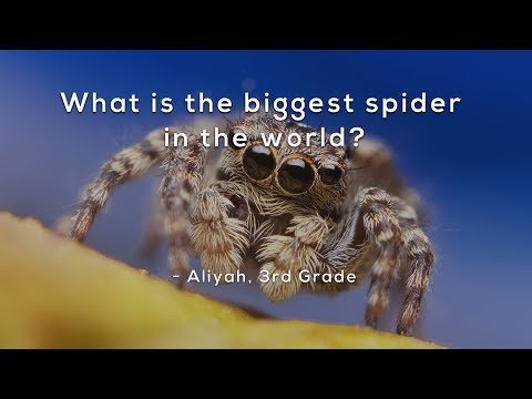 What is the biggest spider in the world?