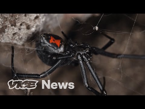 Spider Silk Could Save the World | Materialistic