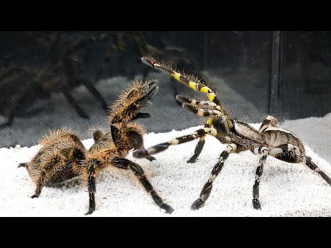 EPIC BATTLE  BIG SPIDER vs TARANTULA