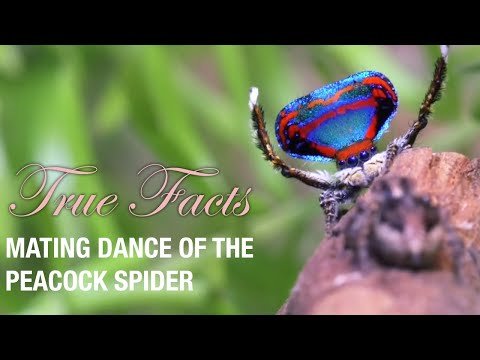 True Facts: Mating Dance of The Peacock Spider (feat. Quinta Brunson)