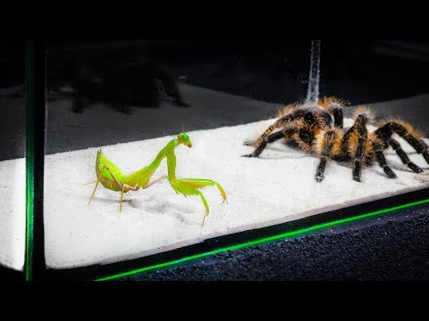 WHAT WILL BE IF THE MANTIS SEES THE BIG SPIDER