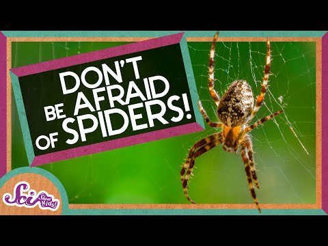 Don’t Be Afraid of Spiders!