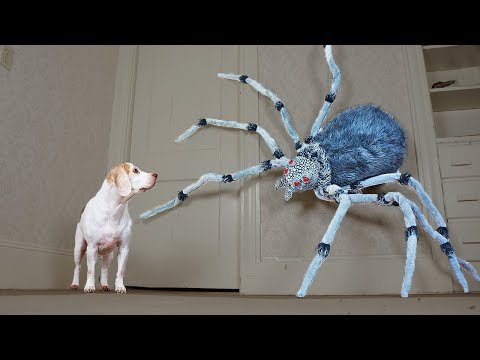 Dogs vs Giant Spider Prank: Funny Dogs Maymo, Penny, & Potpie