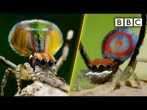 Peacock spiders, dance for your life! – BBC