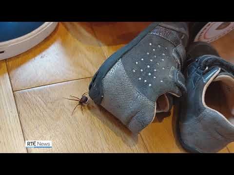 Venomous spider bites creeping up in Ireland – study