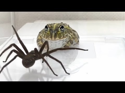 WARNING LIVE FEEDING!! African bullfrog vs. Huntsman spider