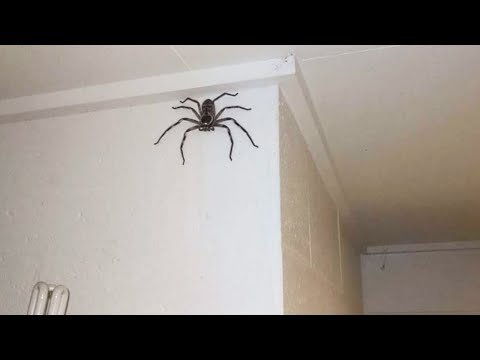 my pet spider escaped..