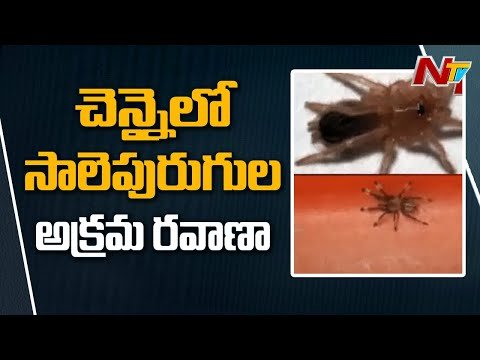 Chennai Air Customs Seized 107 Live Spiders in a Postal Parcel Arriving From Poland l Ntv