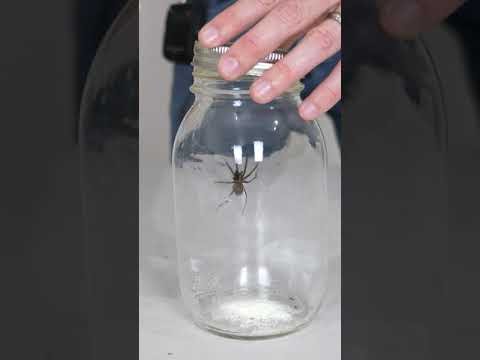 Glowing Hobo Spider