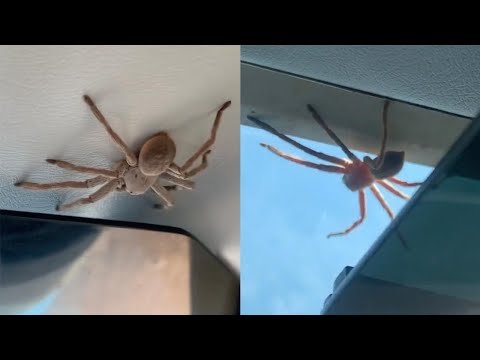Pilot Lands Plane With Large Spider Sitting On Ceiling