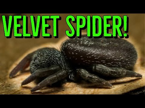 I GOT A VELVET SPIDER, Australian Huntsman & RARE Tarantulas!