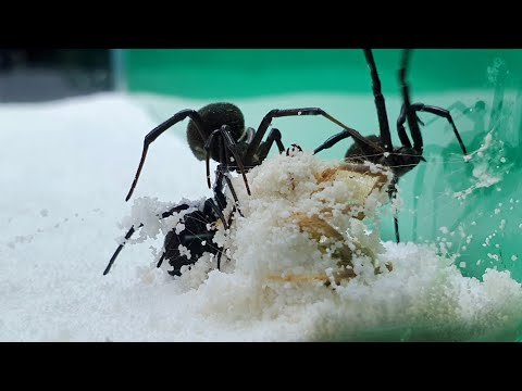 Camel spider VS four black widow ! BEST VIDEO ON BBR WILD