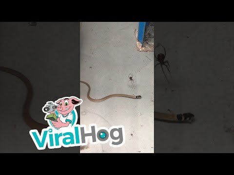 Redback Spider Catches a Snake || ViralHog