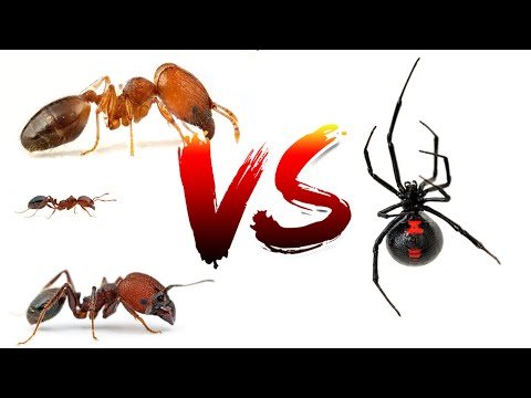 Ants vs. Spiders | TikTok Compilation